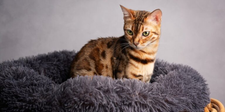 10 Best Cat Beds for Kittens