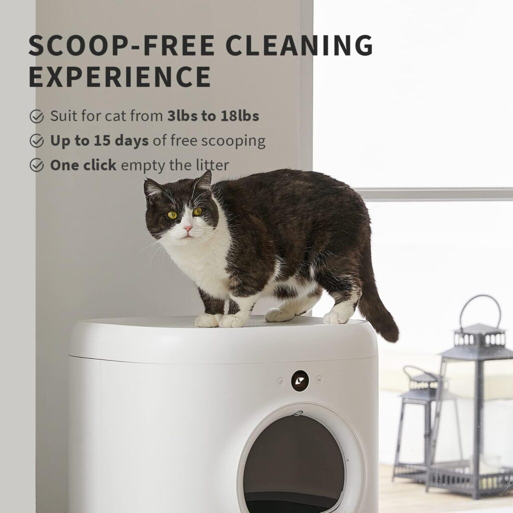 5 Best Automatic Litter Box For Maine Coon Cats
