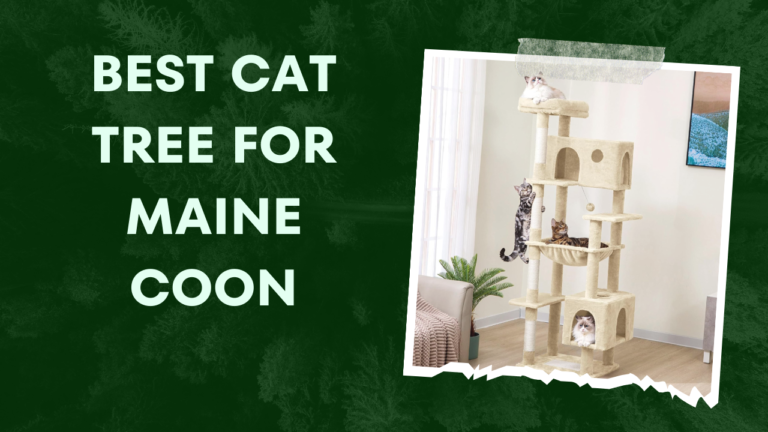 5 best cat tree for maine coon in 2024