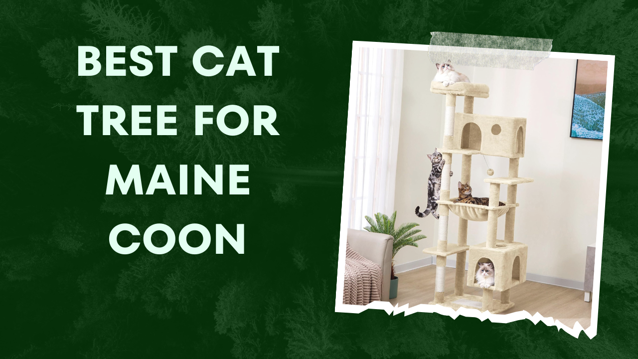 best cat tree for maine coon
